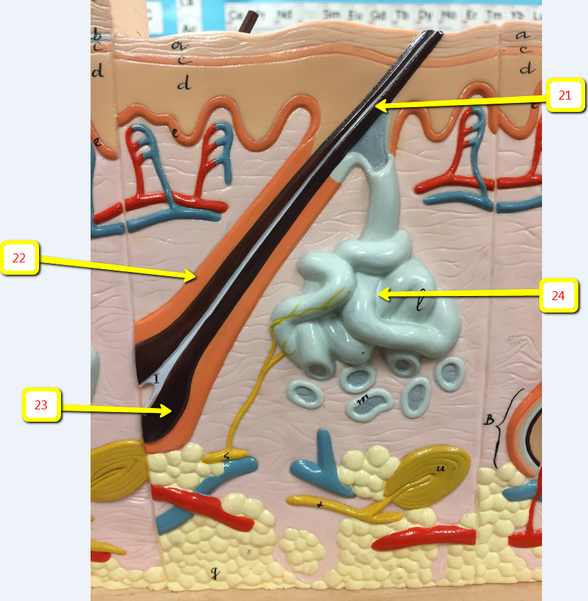 <p><span>Name the structure indicated by arrow 22:</span></p>