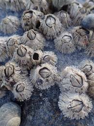 <p>Northern Rock Barnacle </p>