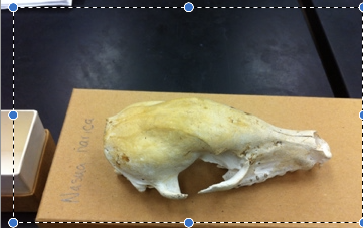 <p>Order- Carnivora</p><p>Family- Procyonidae </p>