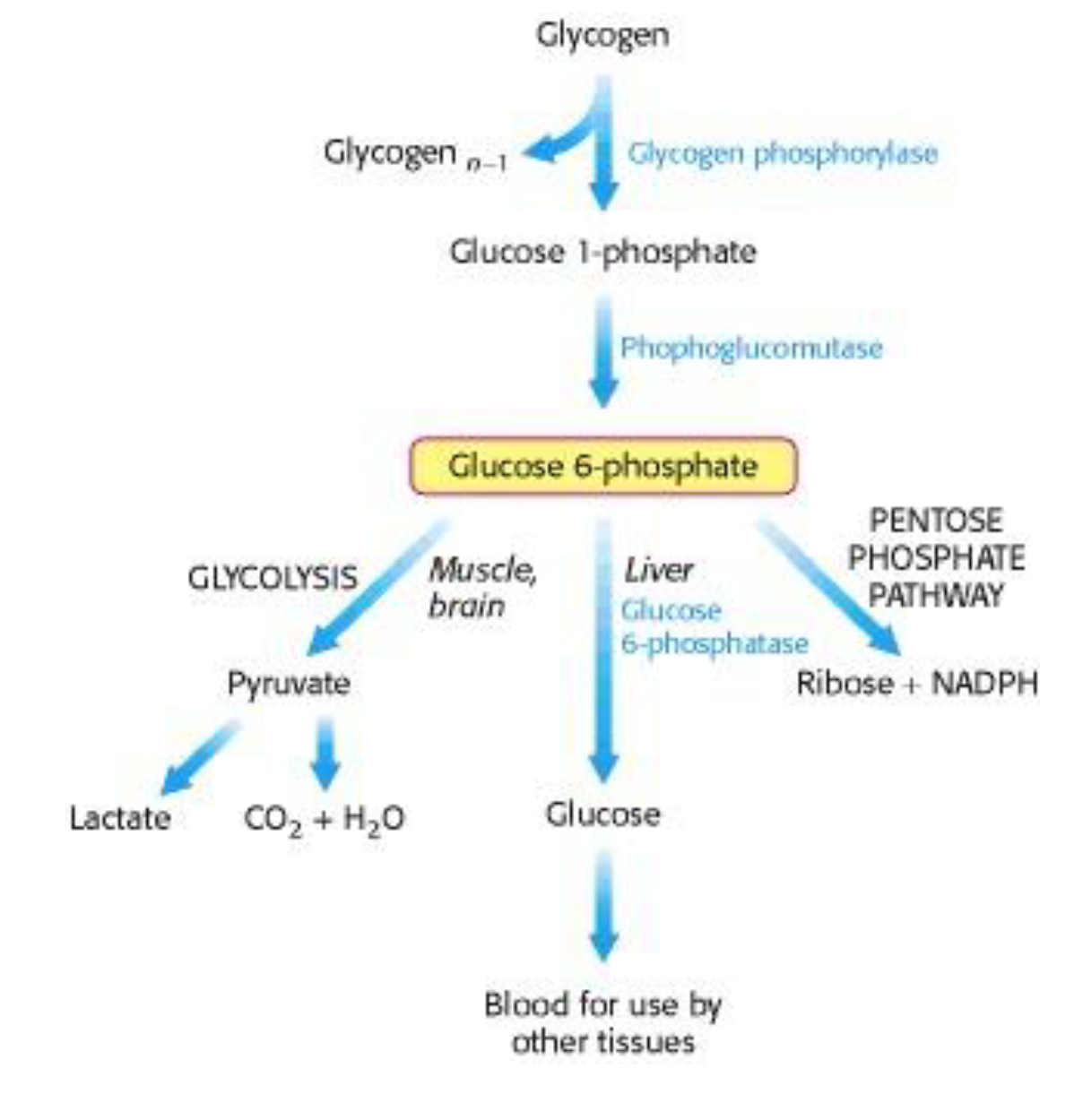 <p>Occurs in fasting state in liver and skeletal muscle…….BUT the pathways are slightly different between the two tissues</p><p></p><p>In the liver, glycogenolysis helps prevent hypoglycemia because it allows for the breakdown of glycogen into glucose</p><p></p><p></p><p>In the skeletal muscle, glycogenolysis provides a locally available source of glucose-6- phosphate that can then enter the glycolysis pathway</p>