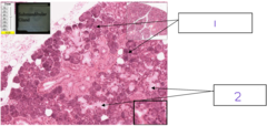 <p>What is the structure at 1</p>