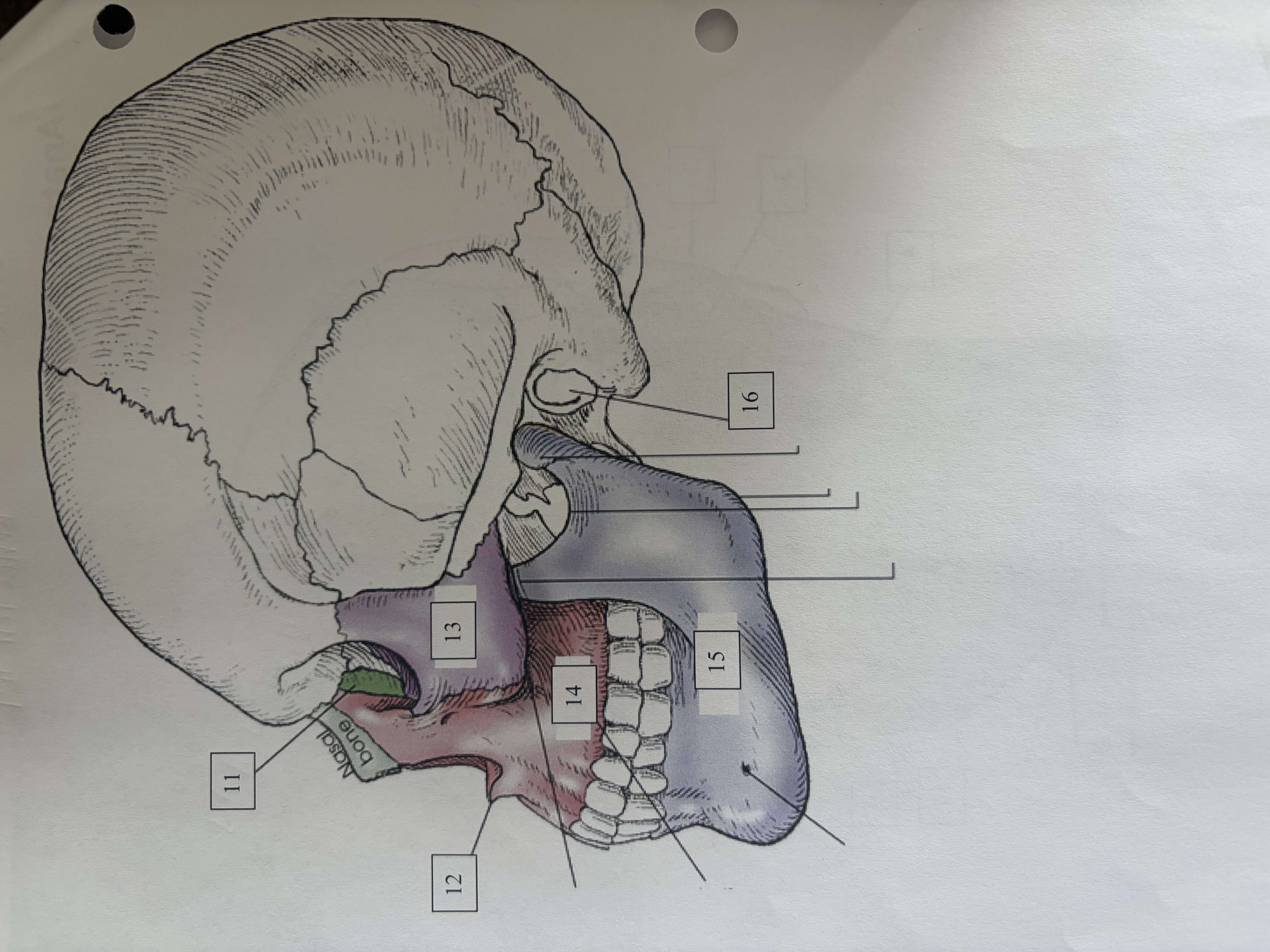 <p>zygoma </p>