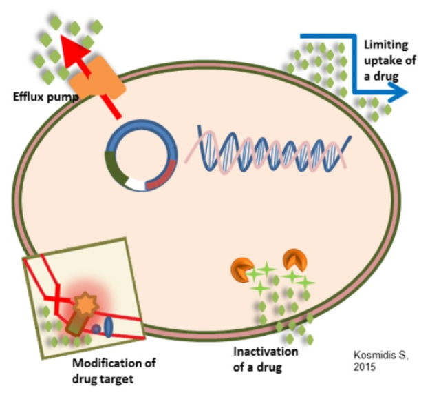 <ul><li><p>antibiotics - medications that destroy or slow down the growth of bacteria + are specific for the bacteria. they recognise the cell wall of bacteria. </p></li><li><p>antibiotic resistance - however, bacteria can evolve to develop resistance to antibiotics. this can happen quickly as bacteria divide rapidly (in 20 minutes). there are many antibiotic resistance mechanisms.</p></li></ul><p></p>