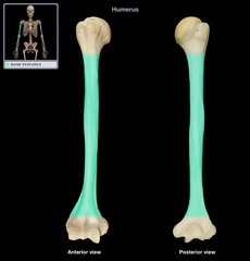 <p>The primary center of ossification located at the body of a bone.</p>
