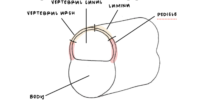 <p>The body, vertebral arch, vertebral canal, lamina (laminae), and pedicle (pedicles) are structures within the…</p>