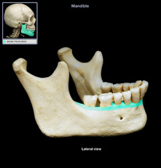 <p>a part of the mandible</p>