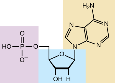 <ul><li><p>nitrogenous base (A, G, C, G)</p></li><li><p>phosphate group</p></li><li><p>deoxyribose sugar</p></li></ul><p></p>