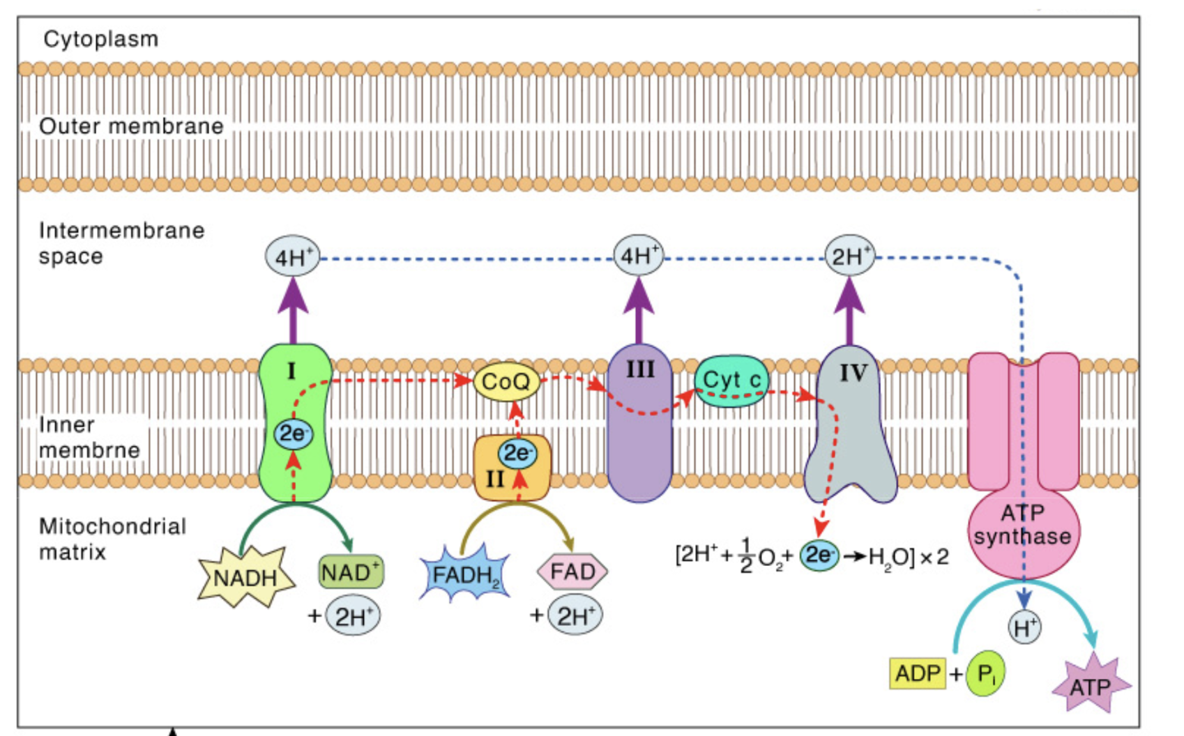 <ul><li><p>sker över mitokondriens inre membran</p></li><li><p><span style="background-color: transparent; font-family: "Cormorant Garamond", serif;"><em>Mål: flytta vätejoner till intermembranområdet med hjälp av energi från elektrontransporten</em></span></p><p><span style="background-color: transparent; font-family: "Cormorant Garamond", serif;"><strong>Aktiv pumpning -</strong> kräver energi som vi får från flödet av elektroner (ej ATP)&nbsp;</span></p><ul><li><p>Kräver att syre agerar elektronacceptor</p></li></ul></li><li><p><span style="background-color: transparent; font-family: "Cormorant Garamond", serif;">Vi använder vätejonkoncentrationsgradienten (fler H<sup>+</sup> i intermembranområdet än i matrixen) som transporteras genom ATP syntasen för att hjälpa reaktionen: ADP + P<sub>i</sub> → ATP</span></p></li></ul><p></p>