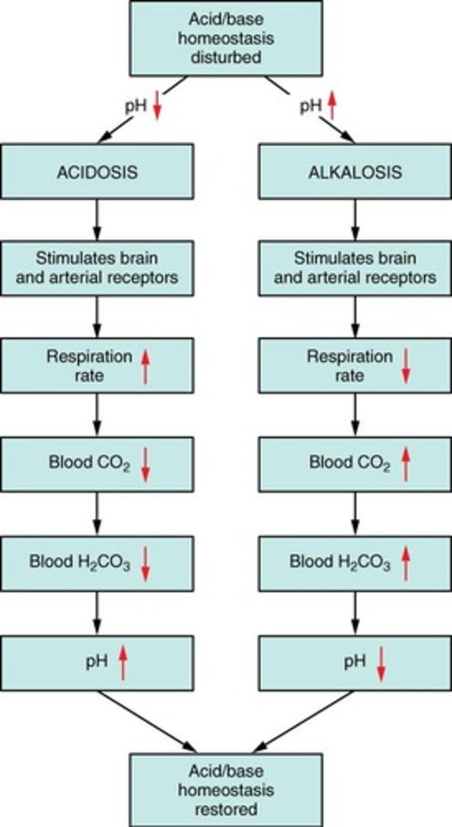<p>By controlling the amount of carbon dioxide exhaled.</p>