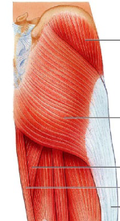 <p>adductor magnus</p>