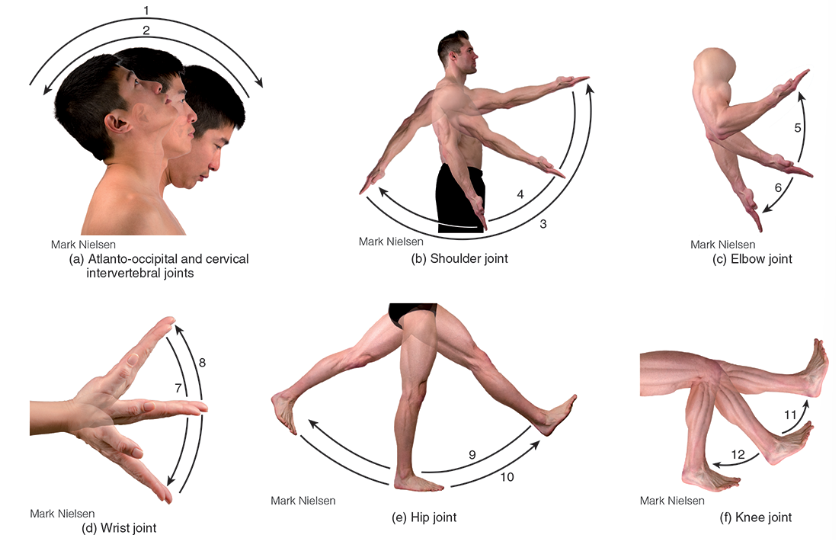 <p>Flexion (1,3,5,8,10,12)</p>