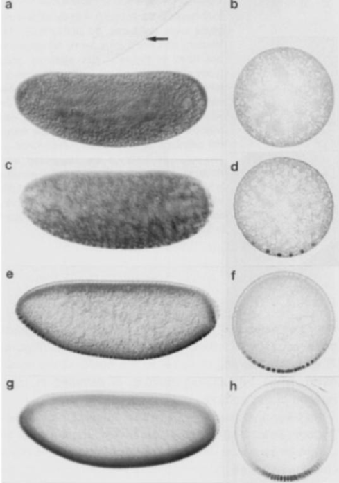 <p>What can we observe about the nuclear gradient of dorsal protein from this image?</p>