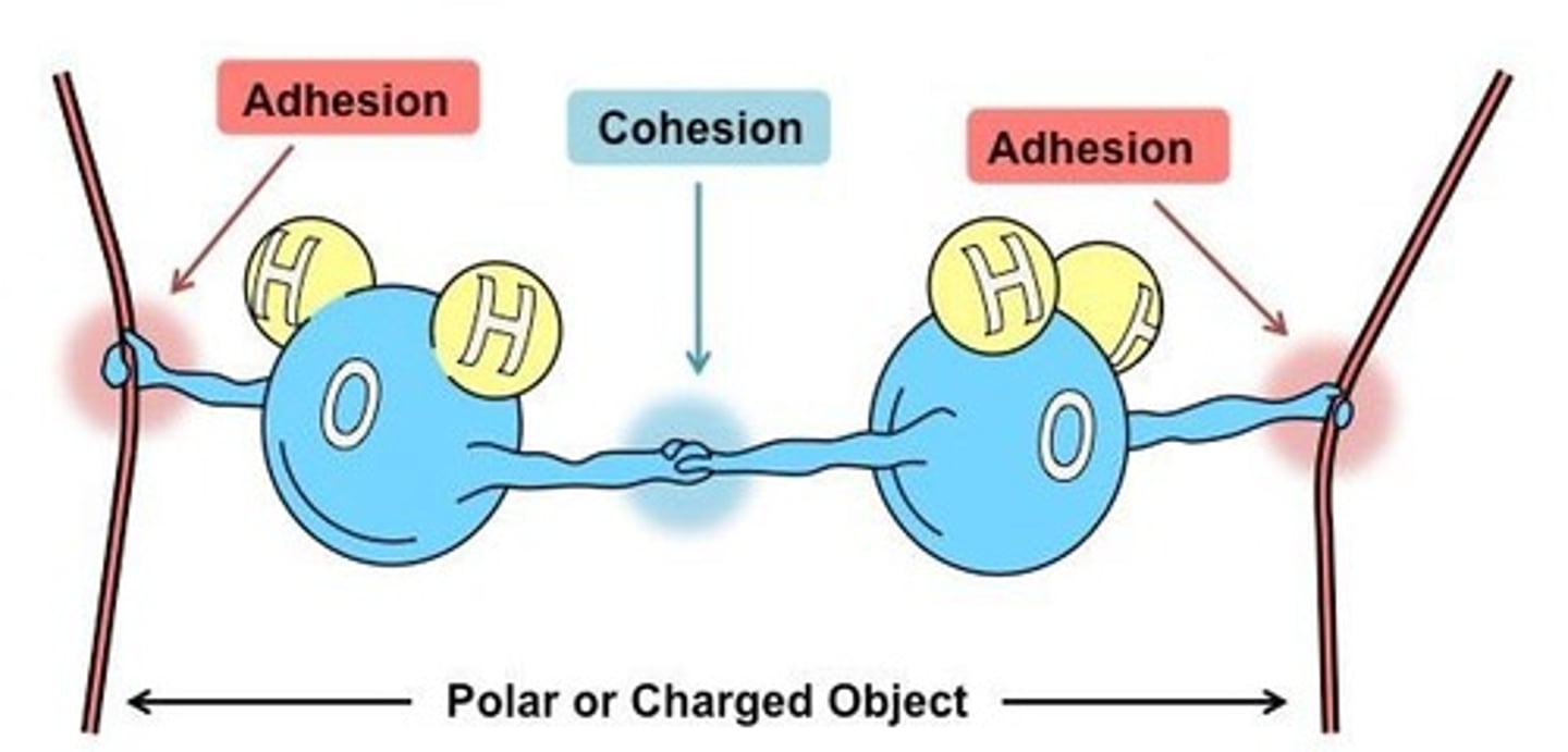 <p>Hydrogen bonds break, allowing water to adhere to the solid's polar molecules.</p>