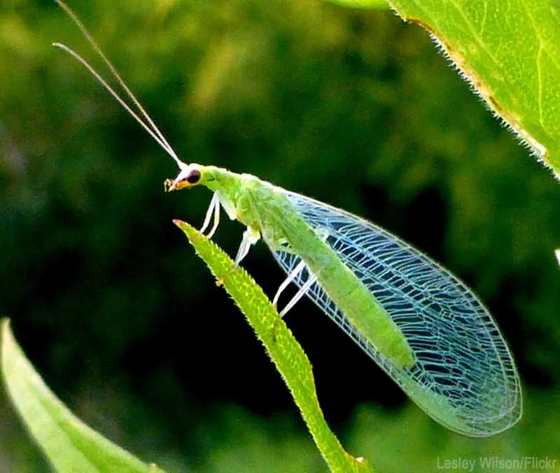 <p>Neuroptera (lacewings)</p>