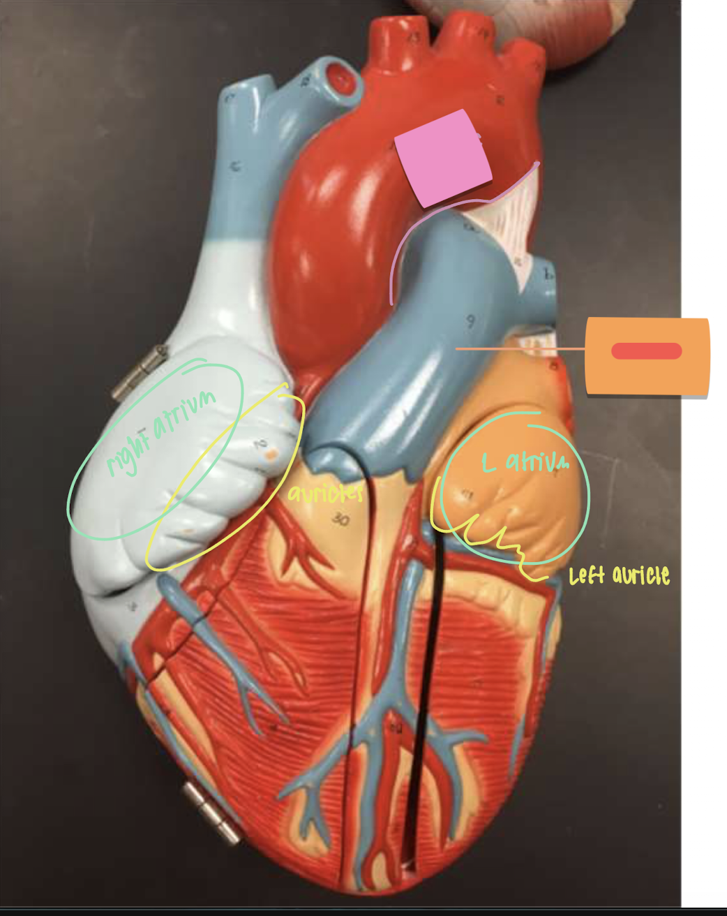 term image