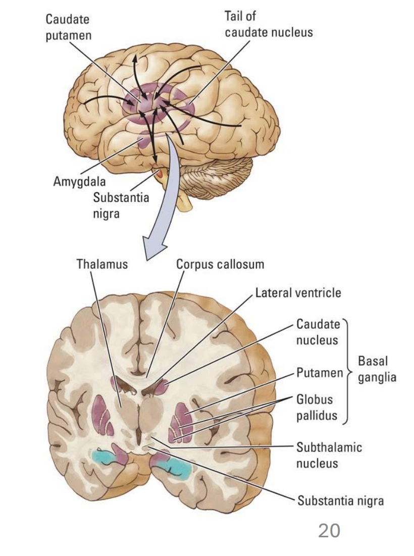 <p><strong>Basal Ganglia (BG)</strong></p>