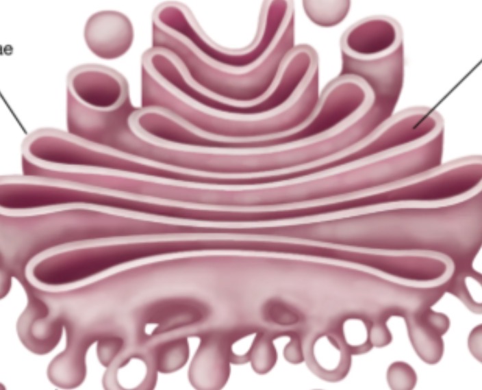 <p>Golgi Body</p>