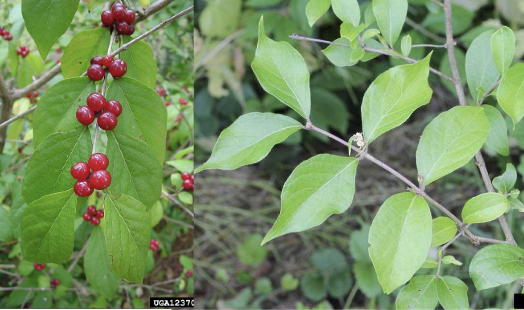 <p>Family<br>Genus<br>Species<br>Common Name</p>