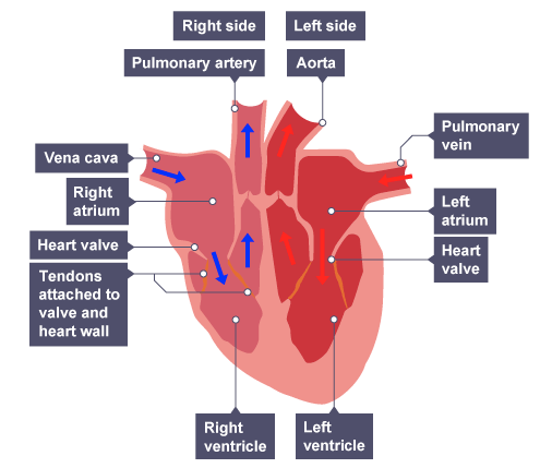 <ul><li><p>A — Right side</p></li><li><p>B — Left side</p></li><li><p>C — Pulmonary artery</p></li><li><p>D — Aorta</p></li><li><p>E — Pulmonary vein</p></li><li><p>F — Left atrium</p></li><li><p>G — Heart valve</p></li><li><p>H — Left ventricle</p></li><li><p>I — Right ventricle</p></li><li><p>J — Tendons — attached to valve and heart wall</p></li><li><p>K — Heart valve</p></li><li><p>L — Right atrium</p></li><li><p>M — Vena cava</p></li></ul><p></p>