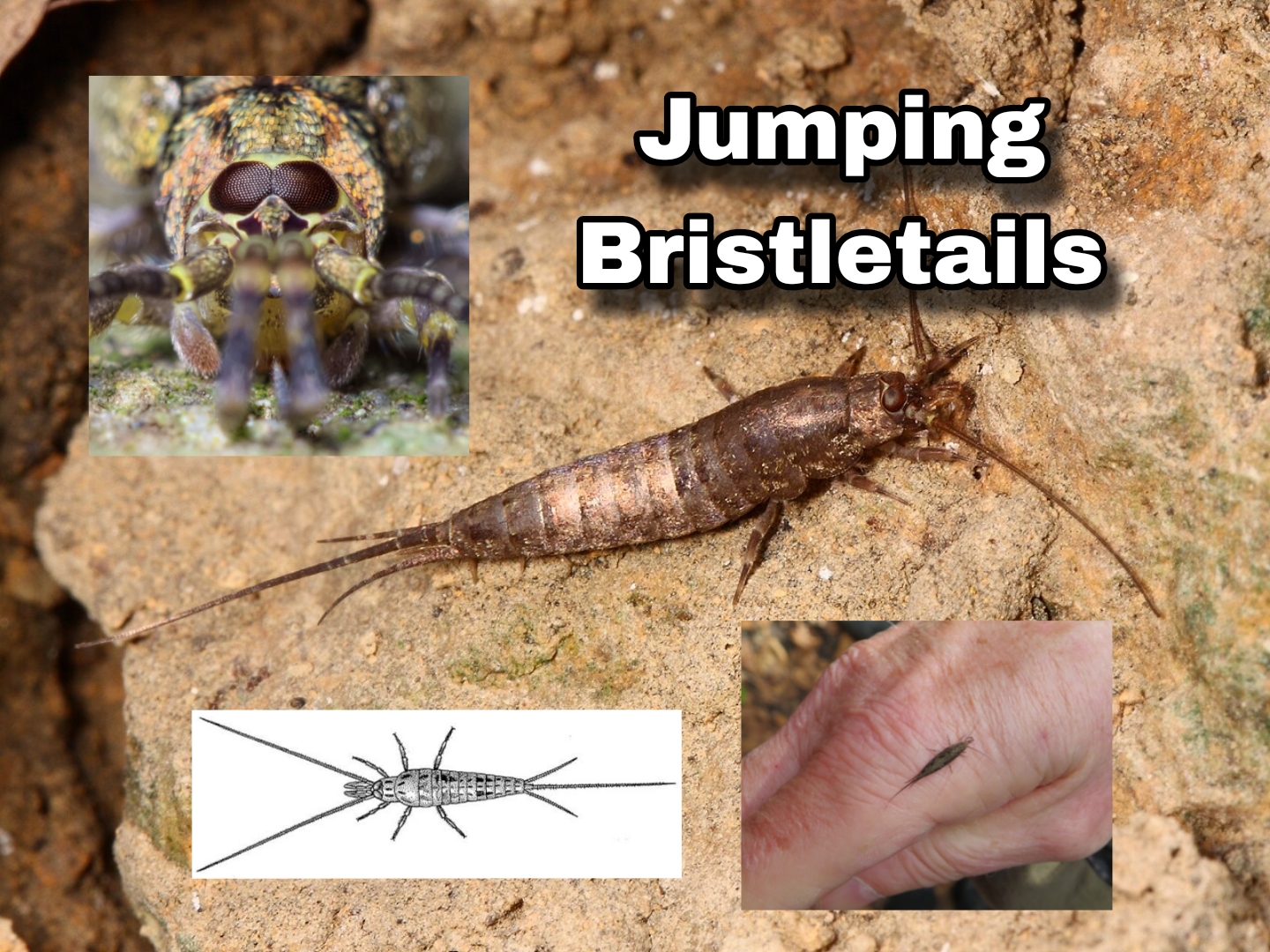 <p>Jumping Bristletails</p>