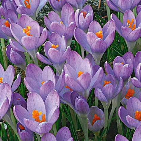 <p>Corms</p>