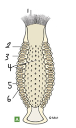 <p>Identify 6</p>