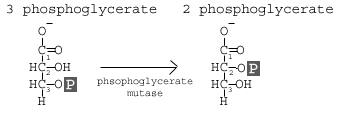 <p>Step 8</p><p>Rearrangement of the position of the phosphate group on the 3-phosphoglycerate molecule, making it 2-phosphoglycerate</p>