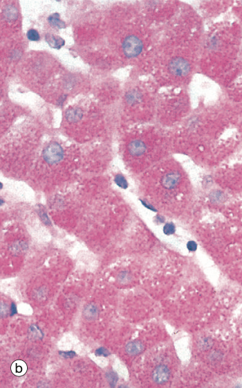 <p>Identify the Organ and Structures?</p>