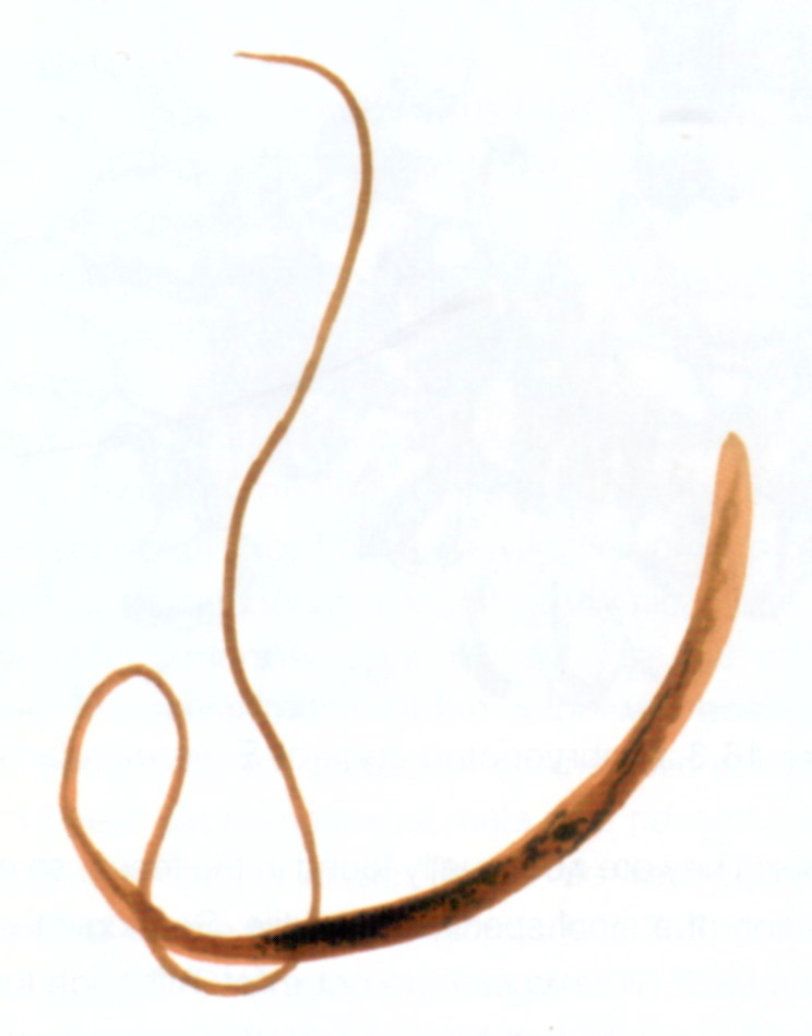 <p>30-50mm long</p>