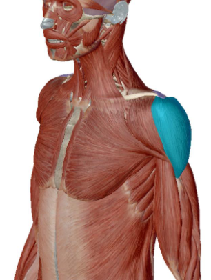 <p>what muscle is this</p>