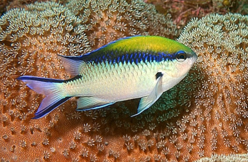 <p>Chromis nitida</p>