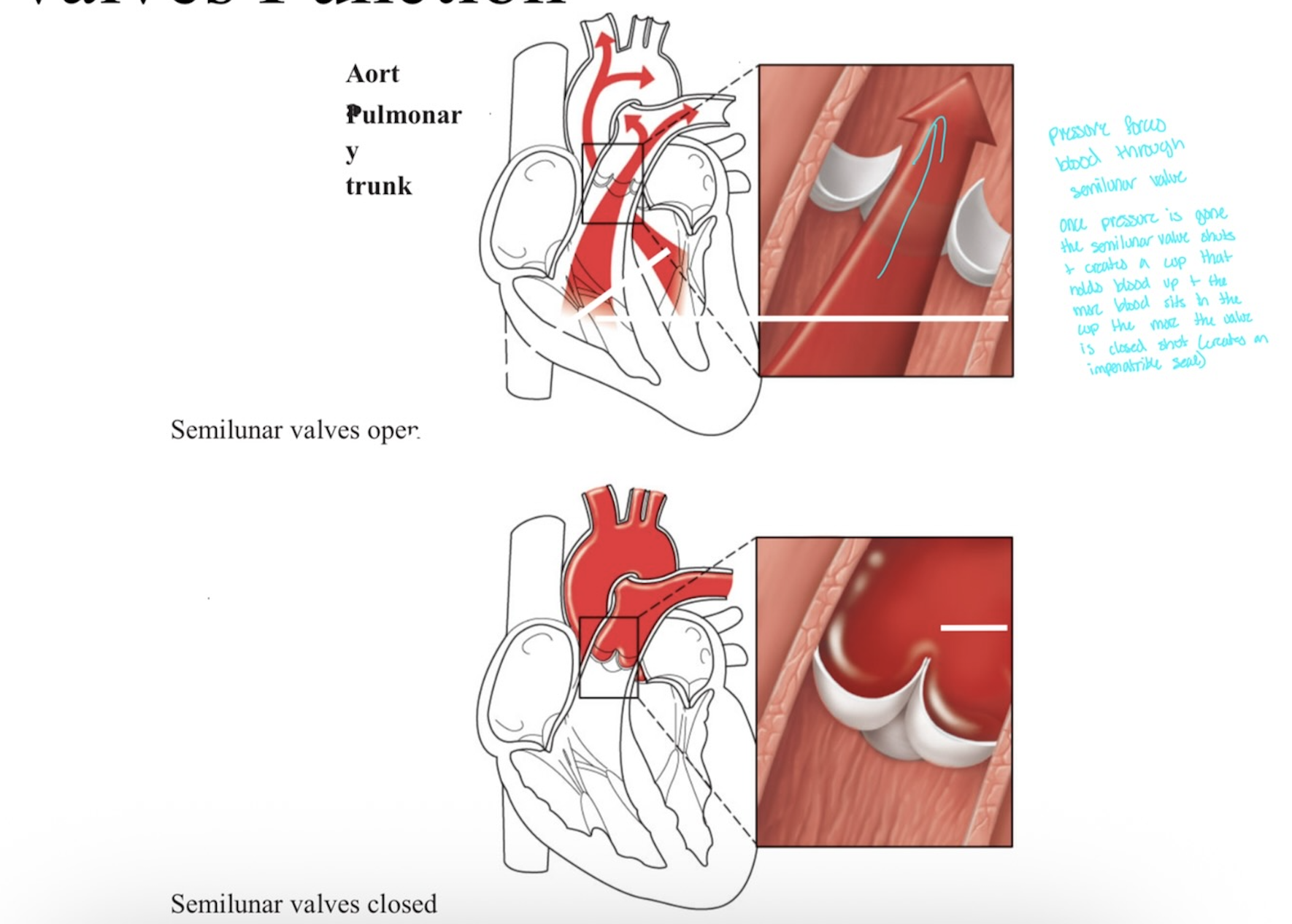 <ol><li><p>Pressure forces blood via semilunar valves </p></li><li><p>Pressure goes —> semilunar valves <strong>closes</strong>, </p></li></ol><ul><li><p>this makes cup that holds blood up </p></li><li><p>the more blood sits in cup —> the more the valve is closed shut —> making an <strong>impenetrable seal</strong></p></li></ul><p></p>