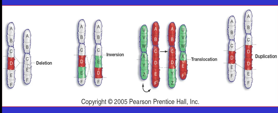 <p>_________ on a chromosomal level can cause sections of the chromosome (genes) to be</p><ul><li><p>Deleted</p></li><li><p>Inverted</p></li><li><p>Duplicated</p><ul><li><p>Can cause _____ _____</p></li></ul></li><li><p>Translocated</p></li></ul><p></p><p>Issues in chromosome <strong>number </strong>(3 copies of chromosome #21 instead of 2) can result in ____ _______</p><p></p>