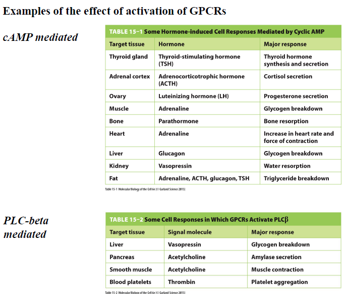 <p>GPCR signaling kan regulere mange forskellige responser afhængigt af væv og pathway.</p><p> cAMP-medierede responser: </p><ul><li><p>glykogennedbrydning</p></li><li><p>øget hjertefrekvens</p></li><li><p>hormonsekretion</p></li><li><p>triglyceridnedbrydning</p></li></ul><p> PLCβ-medierede responser: </p><ul><li><p>muskelkontraktion</p></li><li><p>sekretion</p></li><li><p>platelet aggregation</p></li><li><p>Ca²⁺-signaling</p></li></ul><p></p>