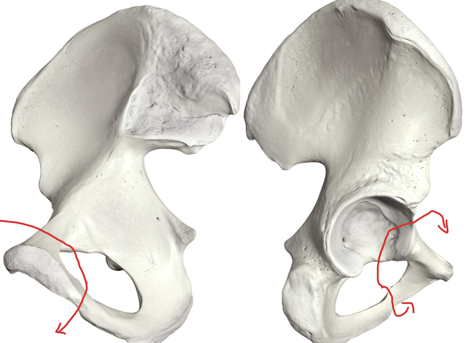 knowt flashcard image