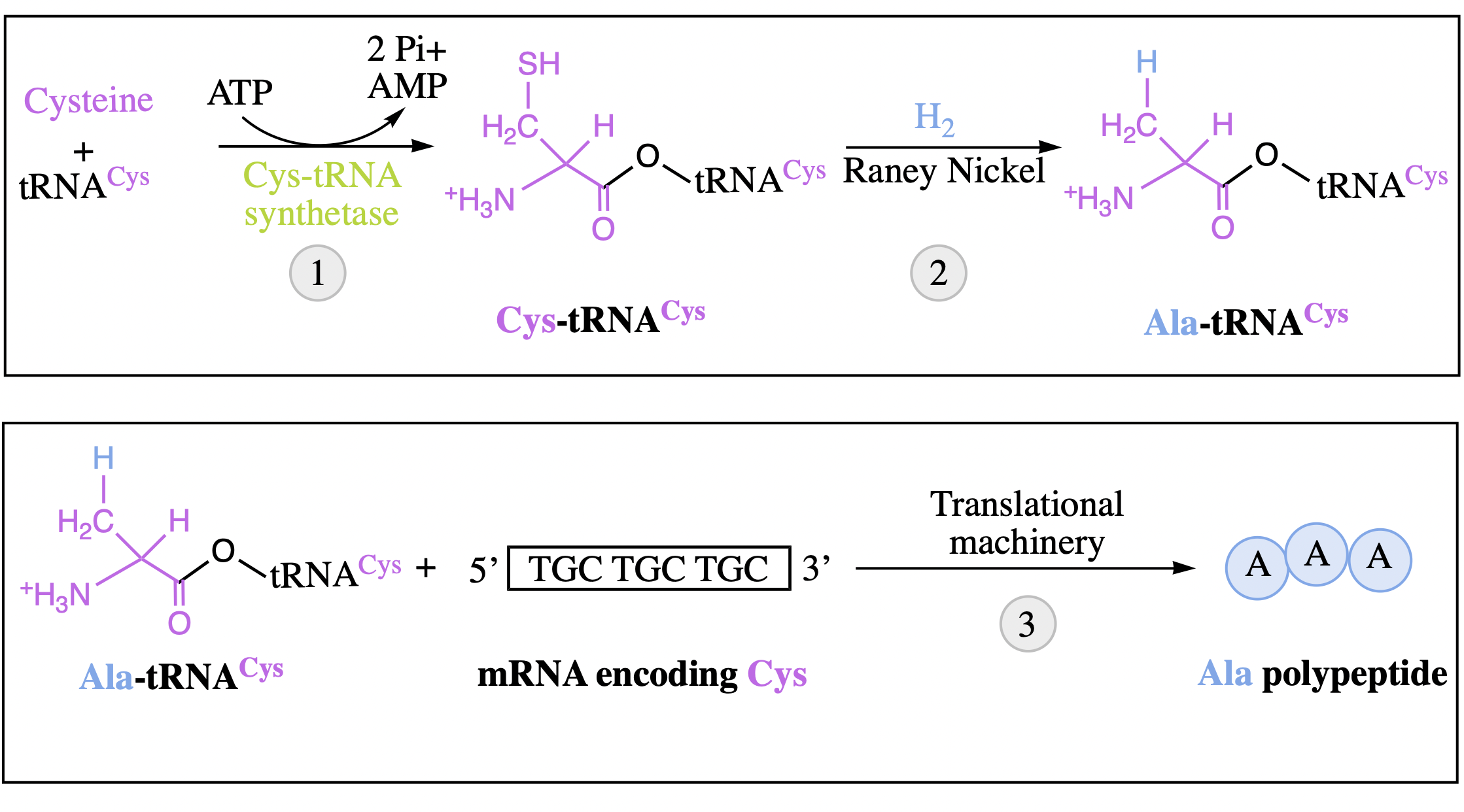 <ol><li><p>tRNA<sup>Cys</sup> correctly charged with Cysteine using cysteinyl-tRNA synthetase and ATP</p></li><li><p>the sulfur of the cysteine can then be converted into a H atom using Raney nickel, creating Ala-tRNA<sup>Cys</sup>, a mischarged tRNA</p></li><li><p>combining the Ala-tRNA<sup>Cys</sup> molecules with a synthetic mRNA template specific for cysteines + the necessary translational machinery produces a polypeptide chain composed of Ala-s</p></li></ol><p>demonstrates that protein synthesis is independent of the amino acid charged to a particular tRNA</p>