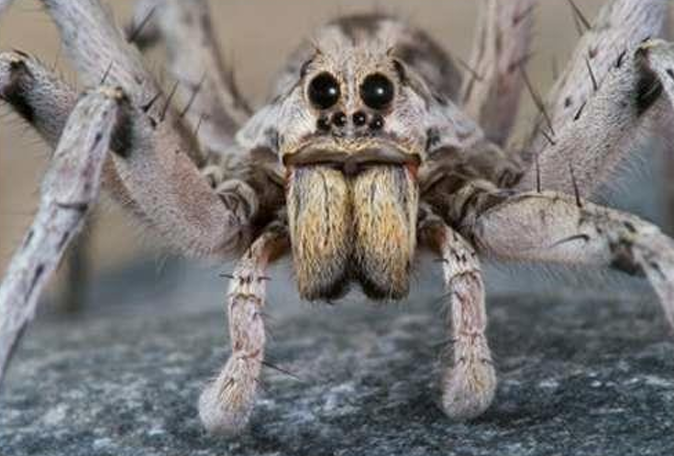 <p>Orde Araneae (spinnen) vb</p>