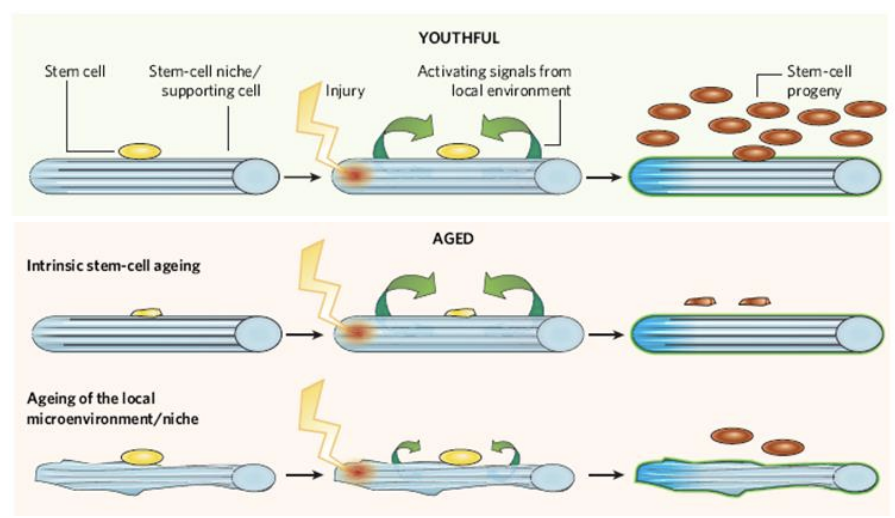 <ul><li><p>small population of quiescent stem cells </p></li><li><p>mobilised in response to injury </p></li><li><p>Age-related Changes: </p><ul><li><p>Number of satellite cells decreases with age – loss of cell renewal </p></li><li><p>Regeneration potential on transplantation declines with age</p></li><li><p>Ability to replenish damaged muscles severely reduced</p></li><li><p><strong>Recover</strong> <strong>from</strong> <strong>muscular</strong> <strong>injury</strong> <strong>is</strong> <strong>effected</strong></p></li></ul></li></ul><p></p>
