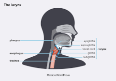 <p>larynx (voice box)</p>
