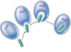 <p>all living things are composed of cells</p>