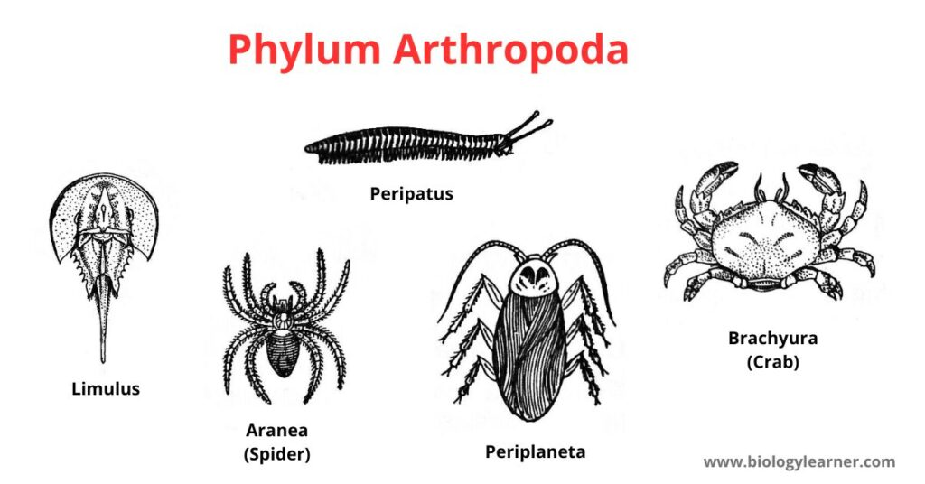 <ul><li><p>the largest animal phylum</p></li><li><p>terrestrial, fresh water, and marine</p></li><li><p>segmentation</p></li></ul><p></p>