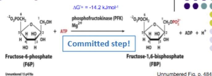 <p>PHOSPHORYLATION: F6P + ATP → F-1,6-BP + ADP. The comitted step, as it is unique to the glycolysis pathway. <strong>Rate limiting</strong>, irreversible (highly exergonic). Products of this rxn really can only be used for glycloysis (F6P still has other pathways). Catalyzed by <strong>PFK-1</strong></p>