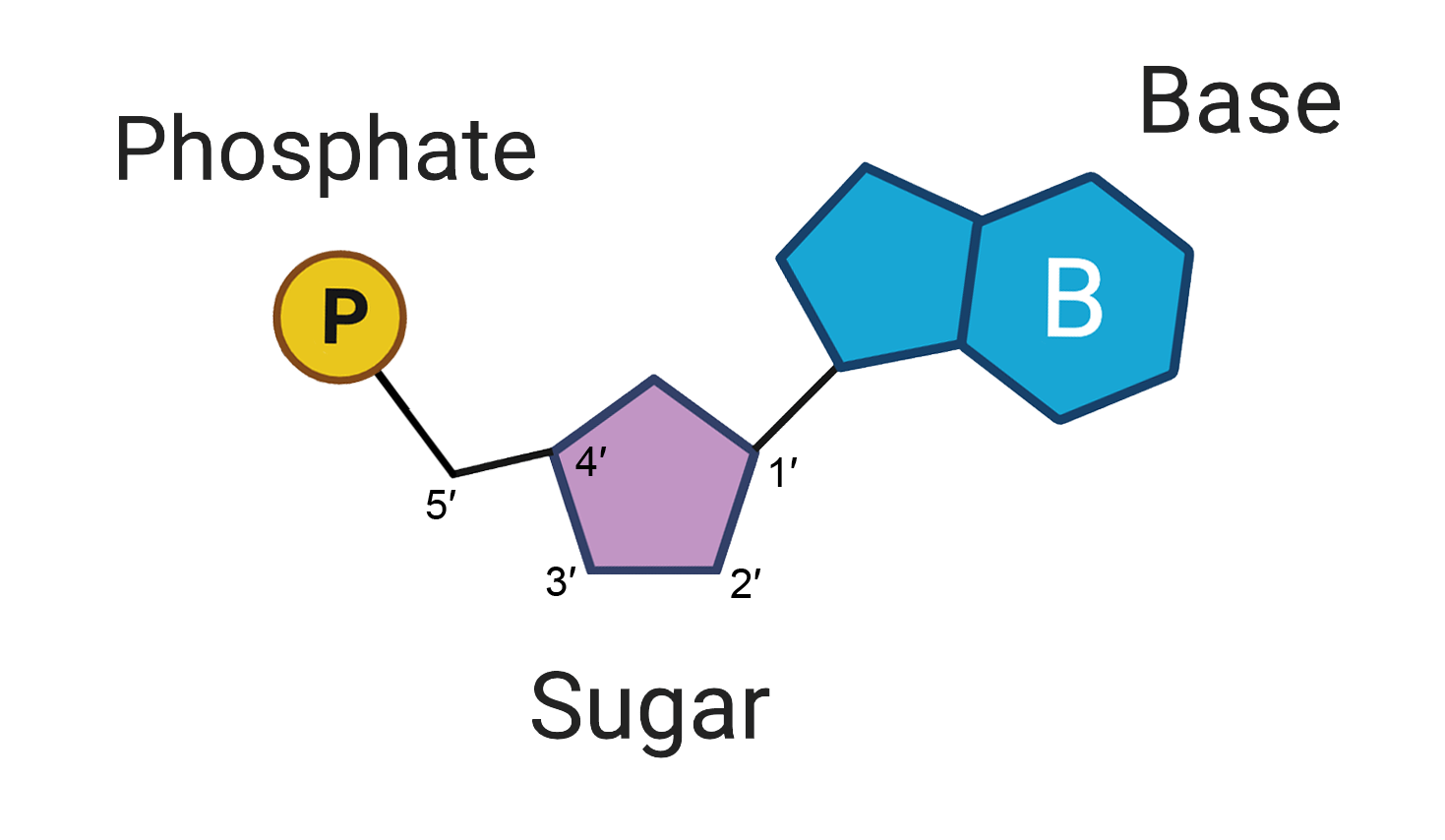 <ul><li><p>nucleic acids are polymers of nucleotide monomers.</p></li><li><p>they store genetic information and form molecules that aid in the production of proteins.</p></li></ul><p><strong>Nucleotides</strong></p><ul><li><p>include a phosphate group, 5-carbon sugar and a nitrogen-containing base.</p></li><li><p>Within the 5-carbon sugar, each is assigned a number in a clockwise direction (one prime to five prime)</p></li><li><p>1’ attaches to the nitrogenous base. </p></li><li><p>3’ attaches to the phosphate of the following nucleotide.</p></li><li><p>5’ attaches the 5-carbon sugar to the phosphate group of the nucleotide.</p></li><li><p><strong>Sugar-phosphate backbone of nucleic acids</strong>- the linkage of sugars and phosphate groups.</p></li><li><p>many nucleotides join together through phosphodiester bonds formed via condensation reaction, forming polynucleotide chains. (bonds exist between the sugar group of a nucleotide and the phosphate group of another.</p></li></ul><p></p>