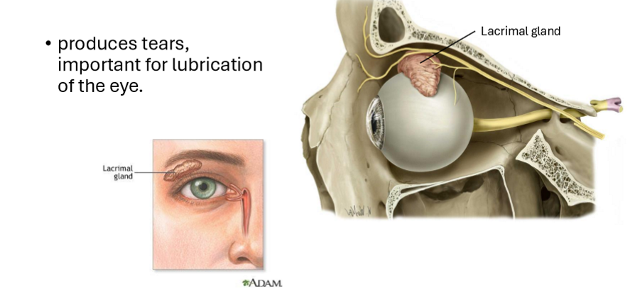 <ul><li><p>Produces tears important for lubrication of the eye</p></li></ul><p></p>