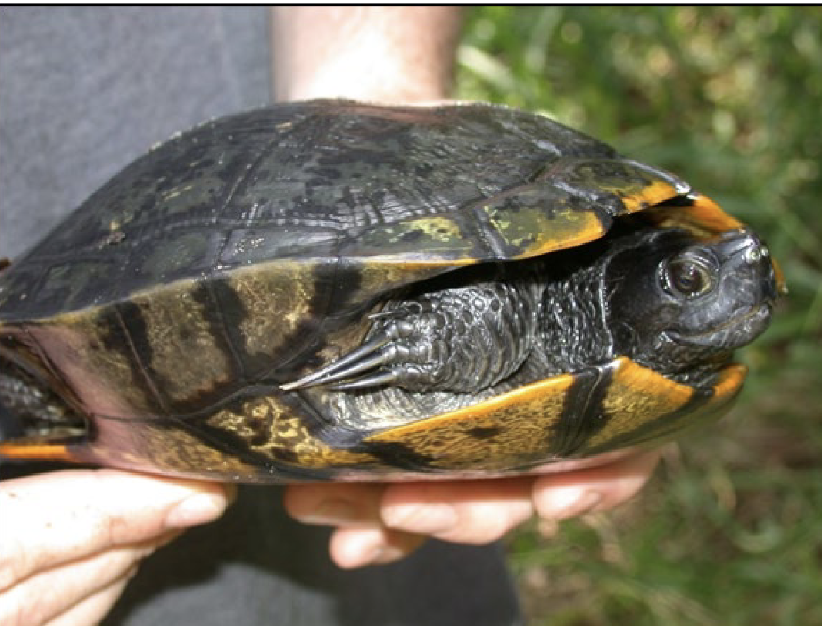<p>Trachemys scripta</p>