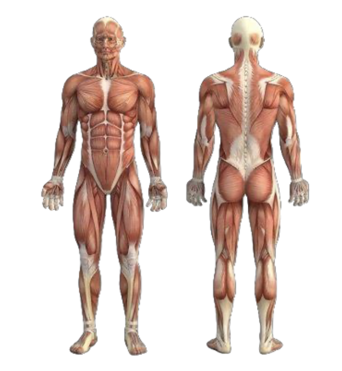 <p>what is anatomical position</p>