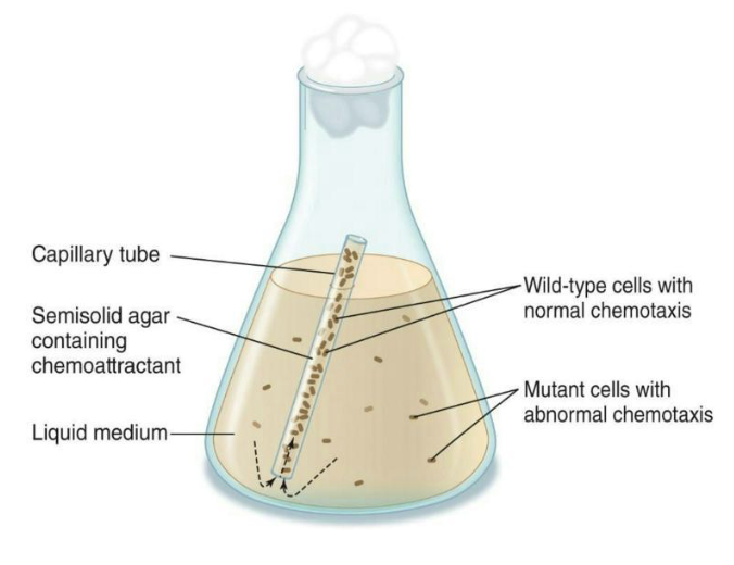 <ul><li><p>Chemotaxis mutants isolated using a capillary tube filled with nutrients</p><ul><li><p>Microbes with <strong><em>normal chemotaxis</em></strong> will move into the tube.</p></li><li><p>Those with <strong><em>mutations</em></strong> in chemotactic proteins will remain outside the tube.</p></li></ul></li><li><p>Multiple <strong><em>che gene</em></strong> mutant strains have been isolated and studied in this manner.</p></li></ul><p></p>