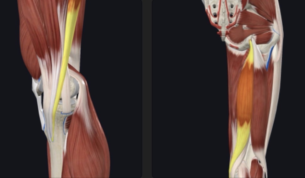 <p>Posterior Thigh</p>