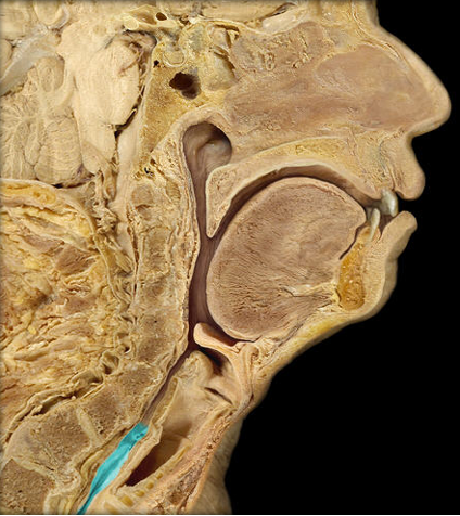 <p>esophagus</p>