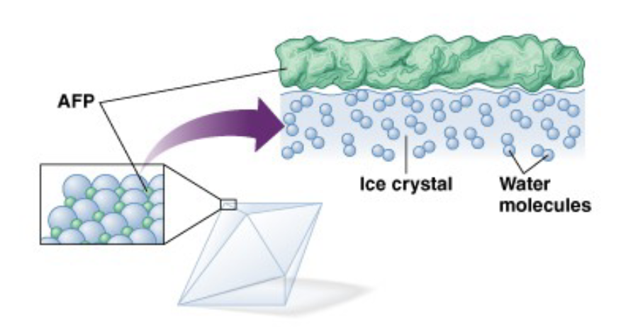 <ul><li><p>ice formation</p><ul><li><p>osmolarity</p></li><li><p>pierce membranes, expands inside cells</p></li><li><p>water freezes first, sugars and other things freeze after</p></li></ul></li><li><p>nucleators</p><ul><li><p>start formation of ice crystals</p></li></ul></li><li><p>anti-freeze</p><ul><li><p>prevents formation of ice crystals</p></li></ul></li></ul><p></p>